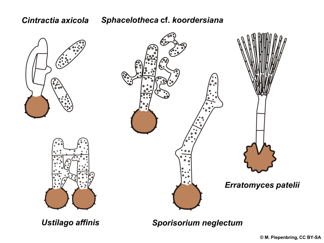 Basidiomycota