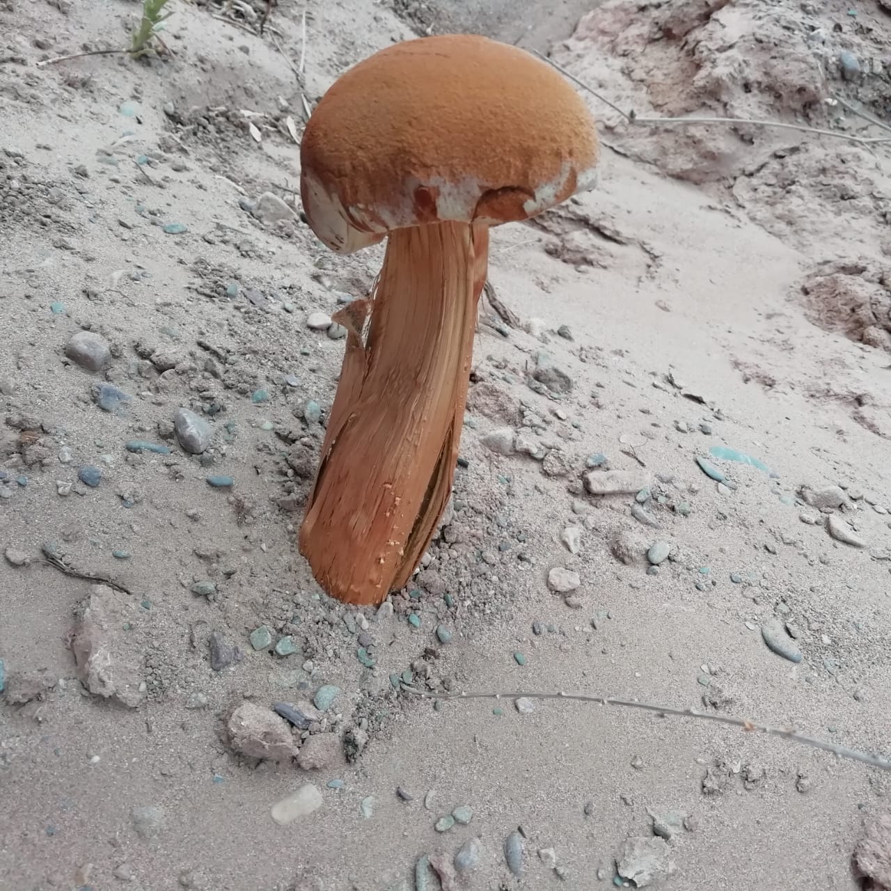 Basidiomycota
