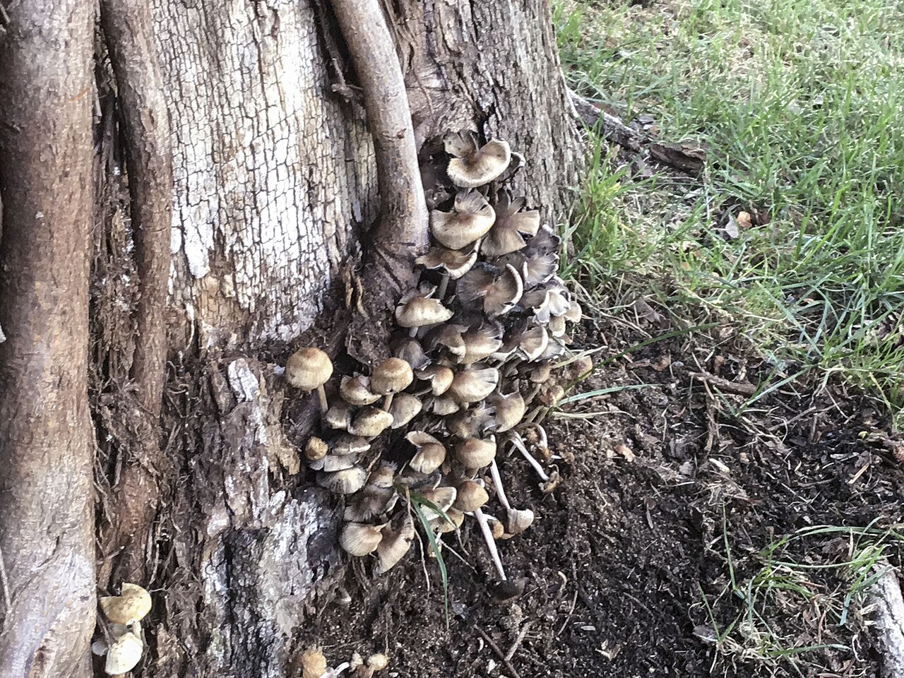 Basidiomycota