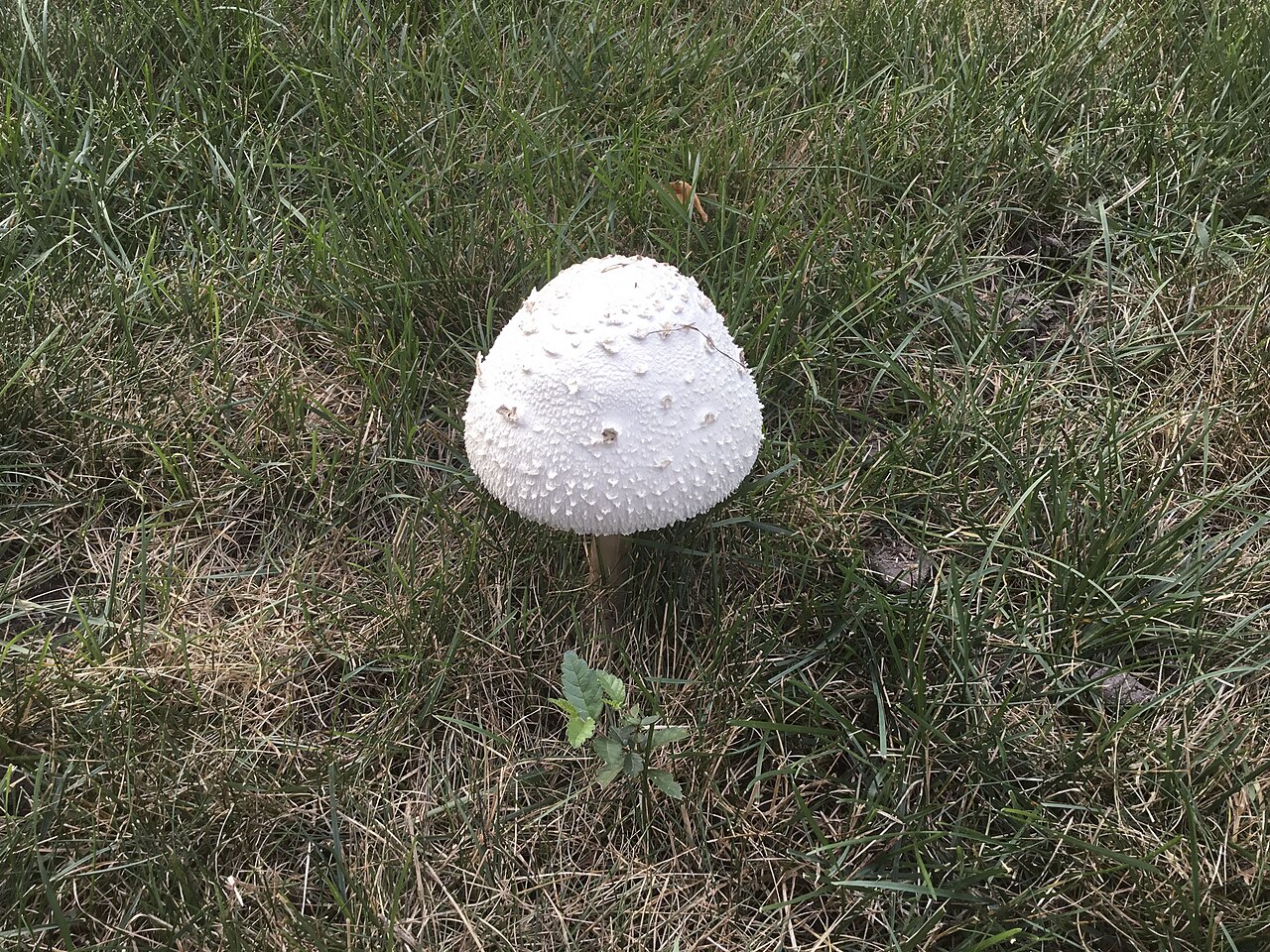 Basidiomycota
