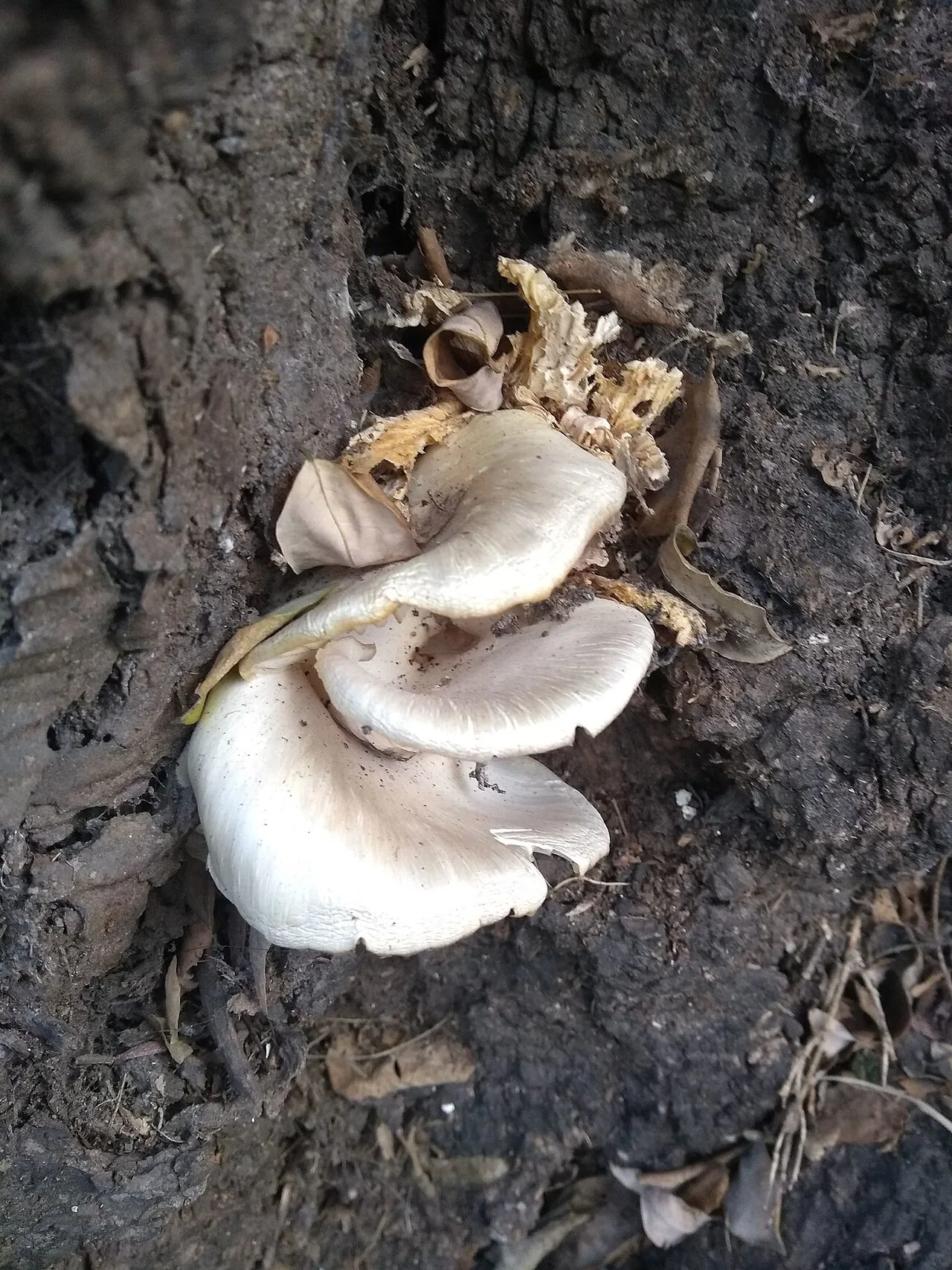Basidiomycota