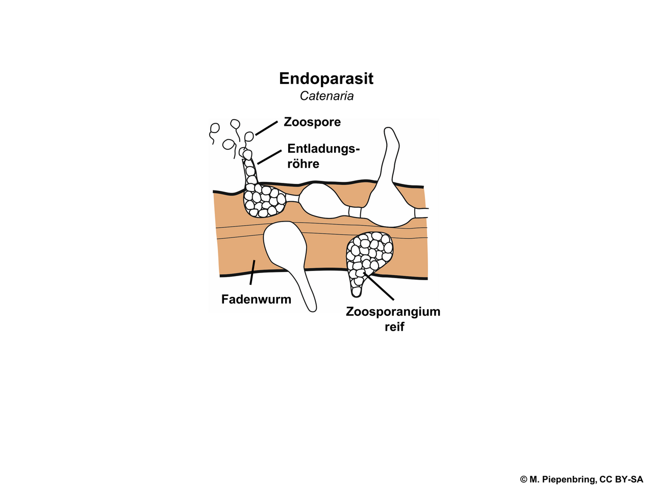 Blastocladiomycota