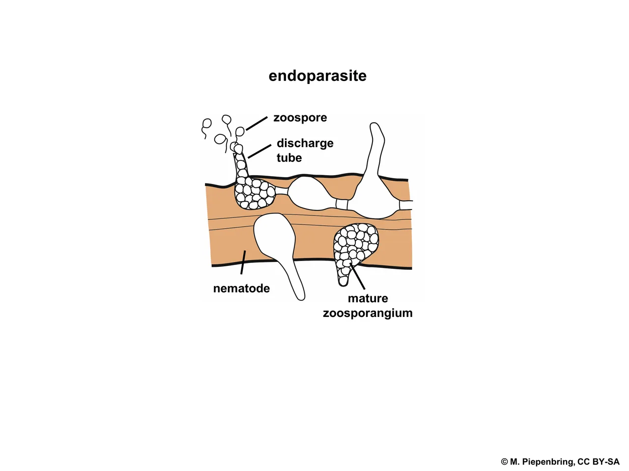 Blastocladiomycota