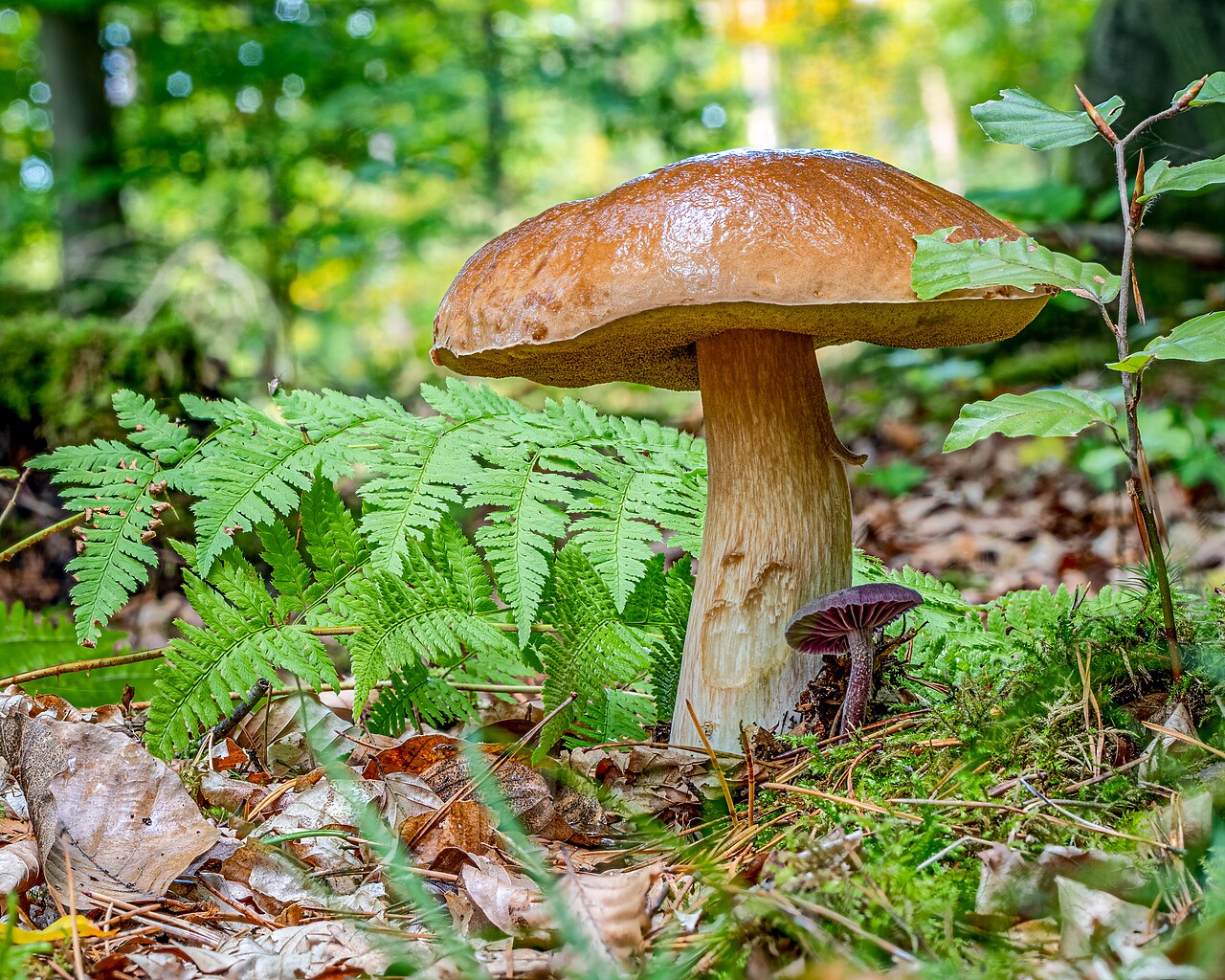 Boletus edulis