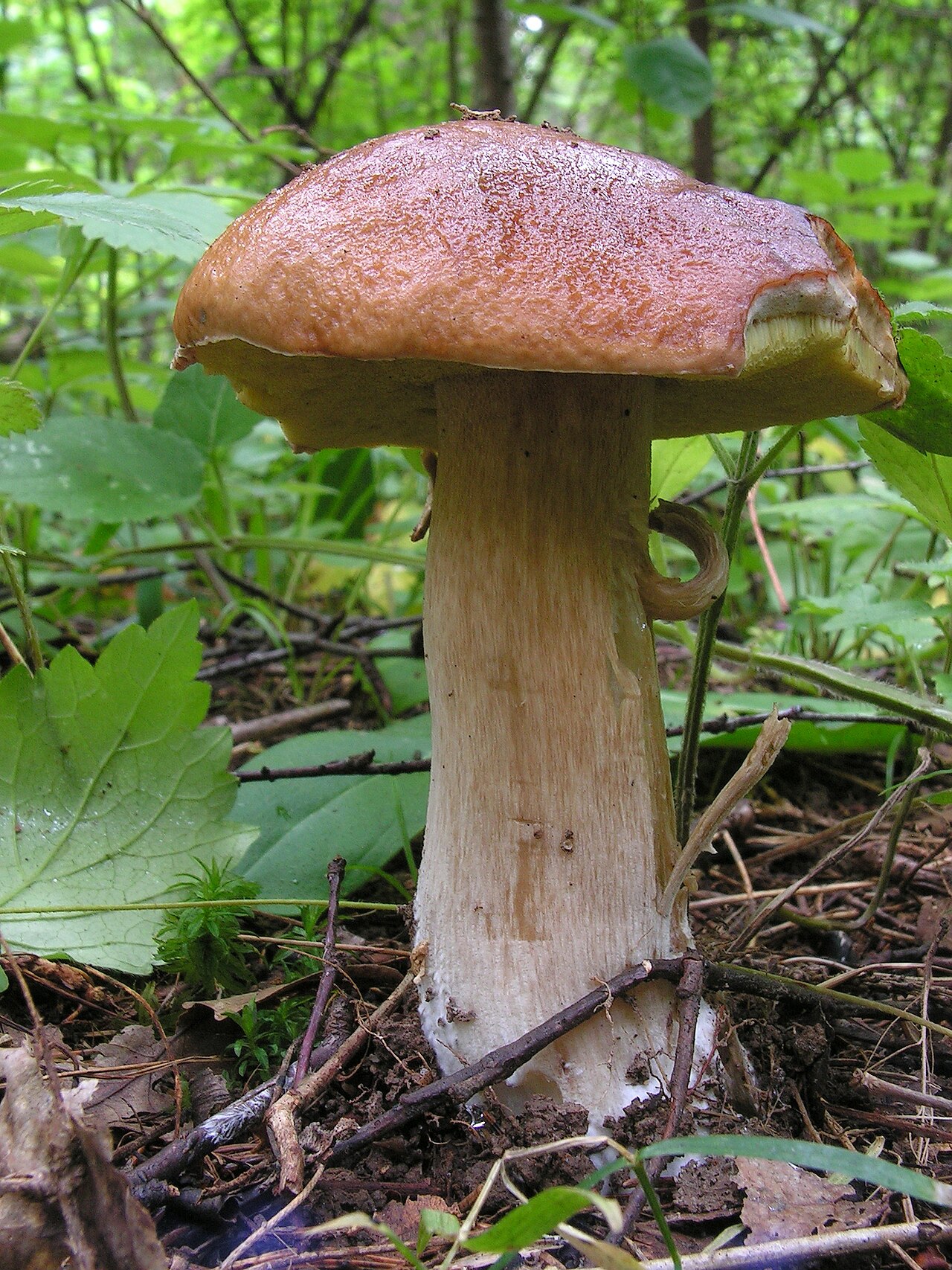 Boletus edulis