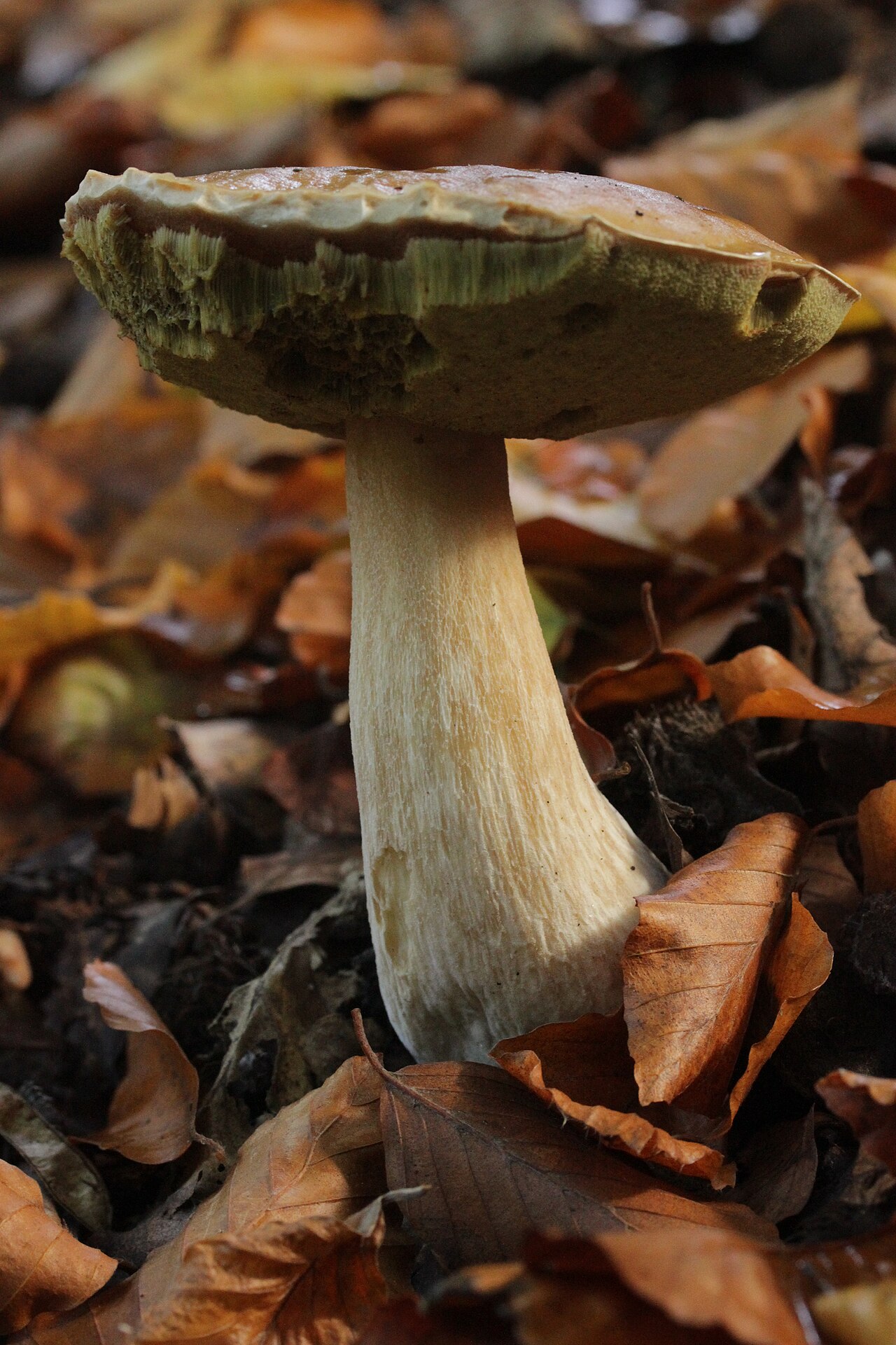 Boletus edulis