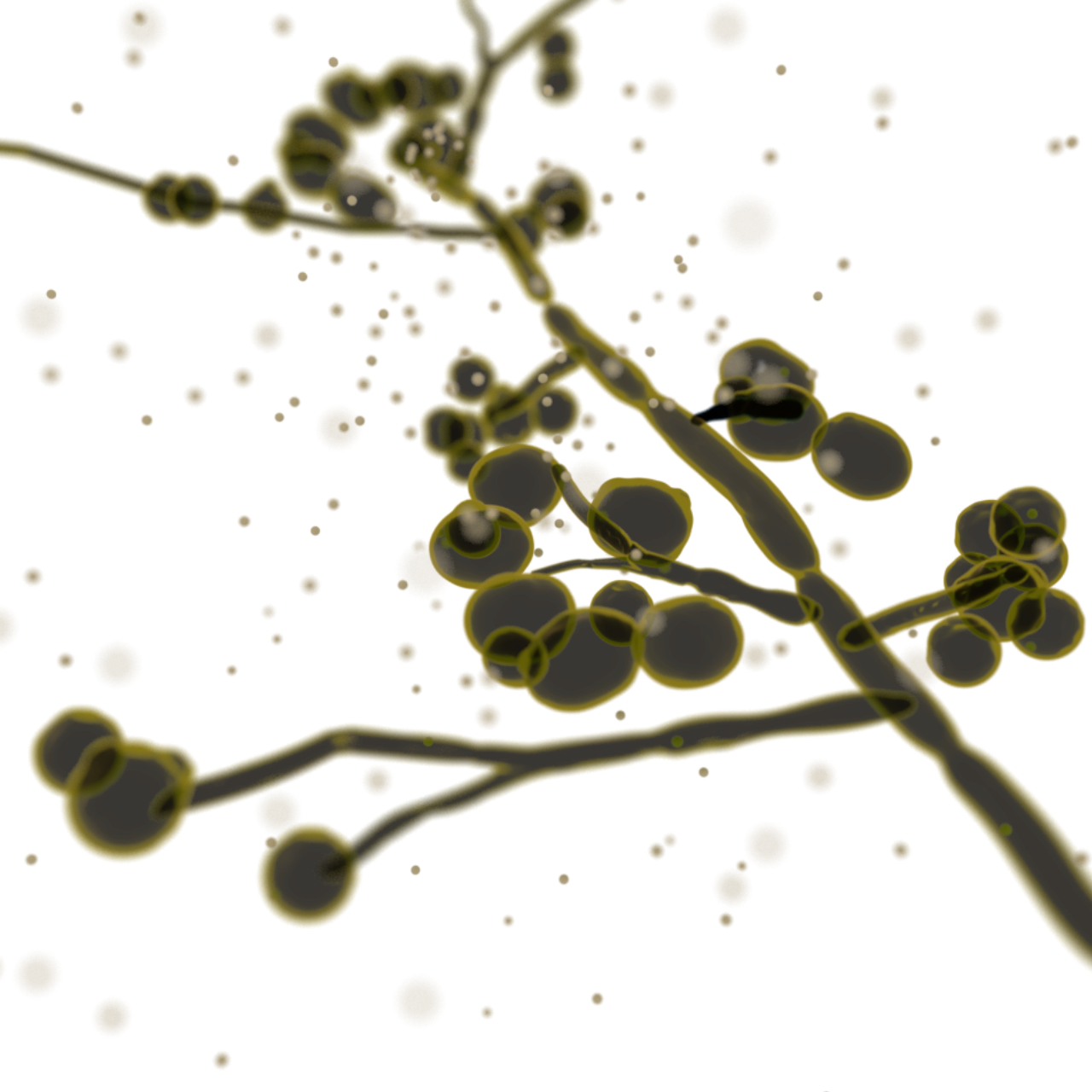 Candida albicans