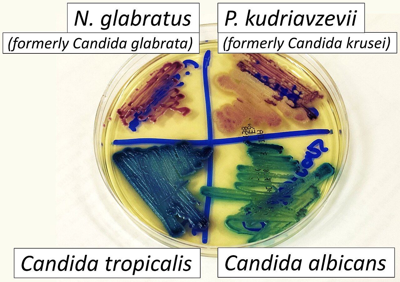 Candida albicans