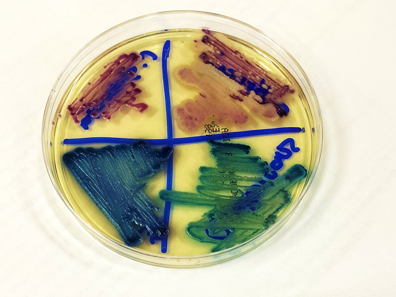 Candida albicans