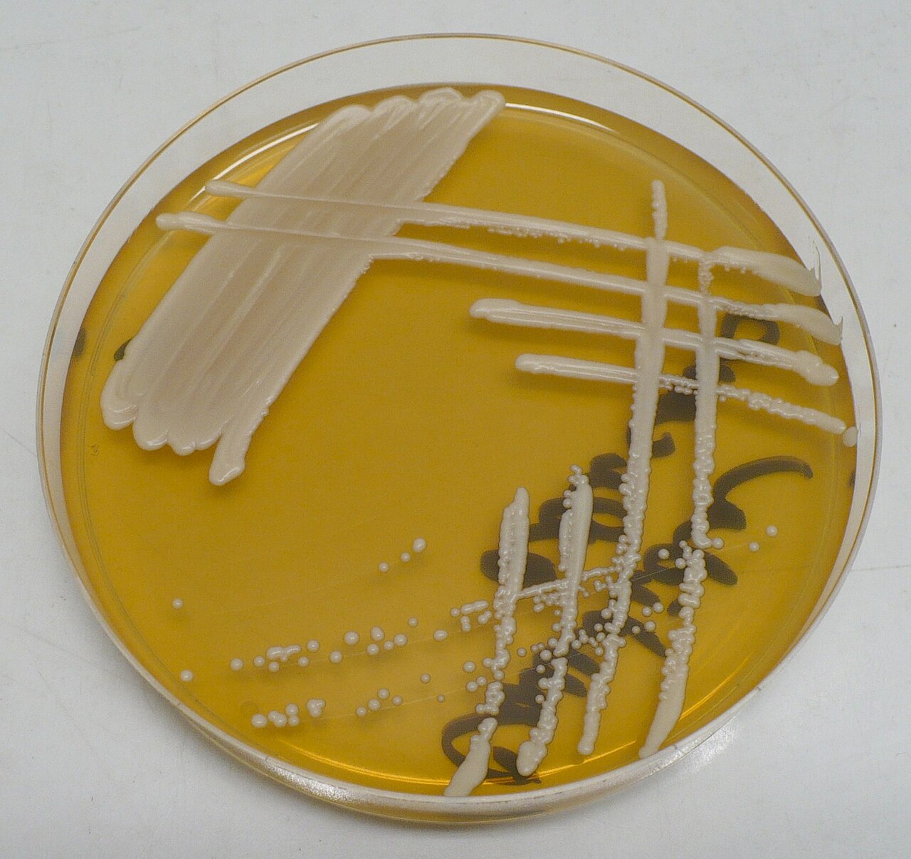 Candida albicans