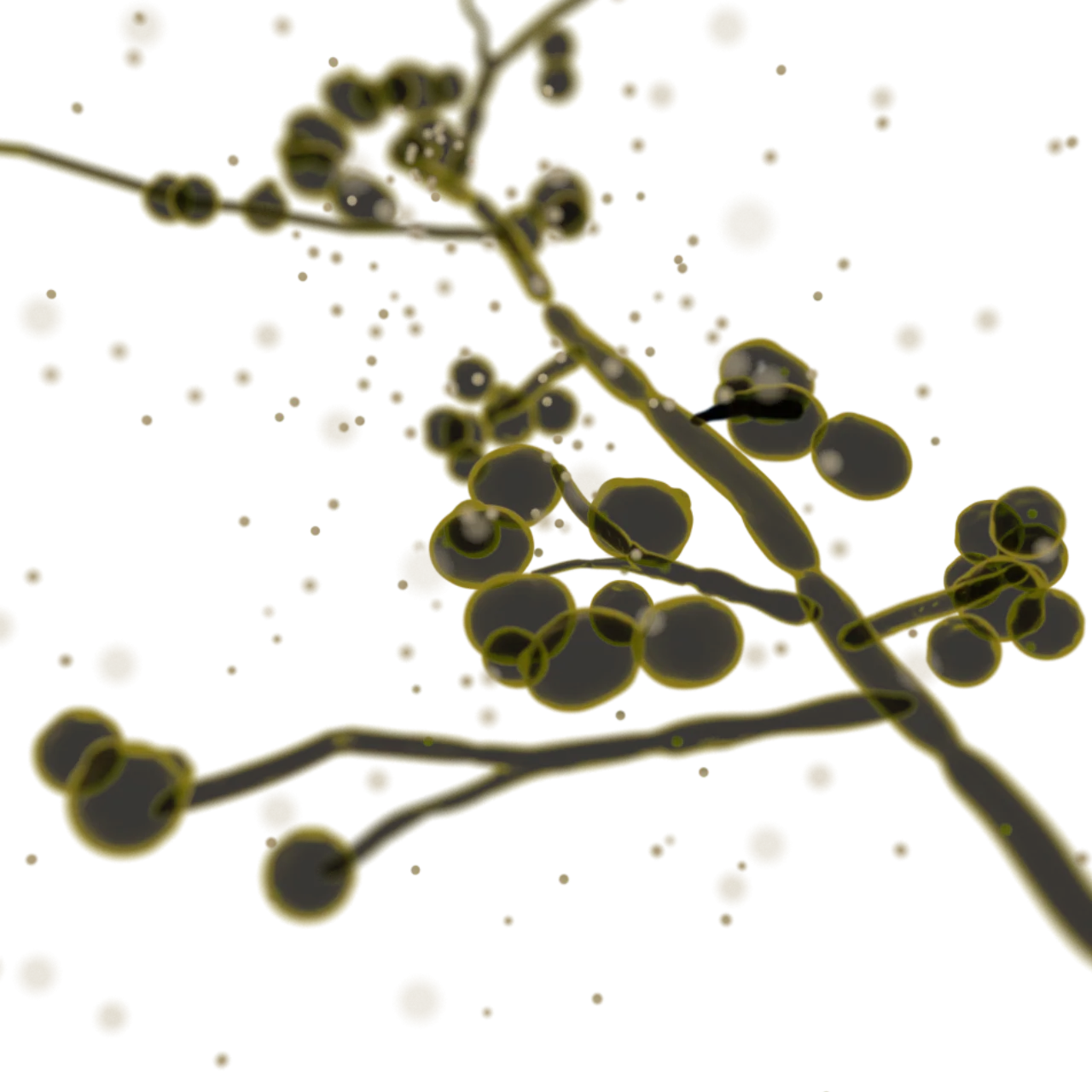 Candida albicans