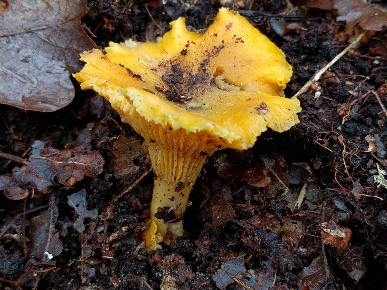 Cantharellus cibarius