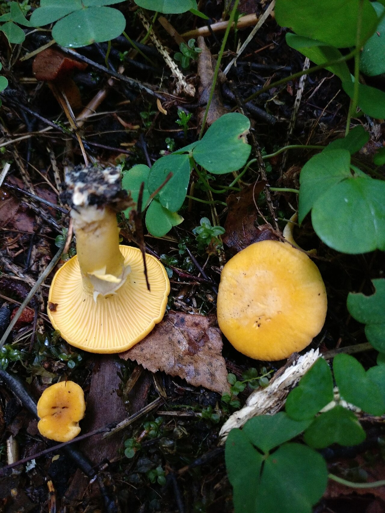 Cantharellus cibarius