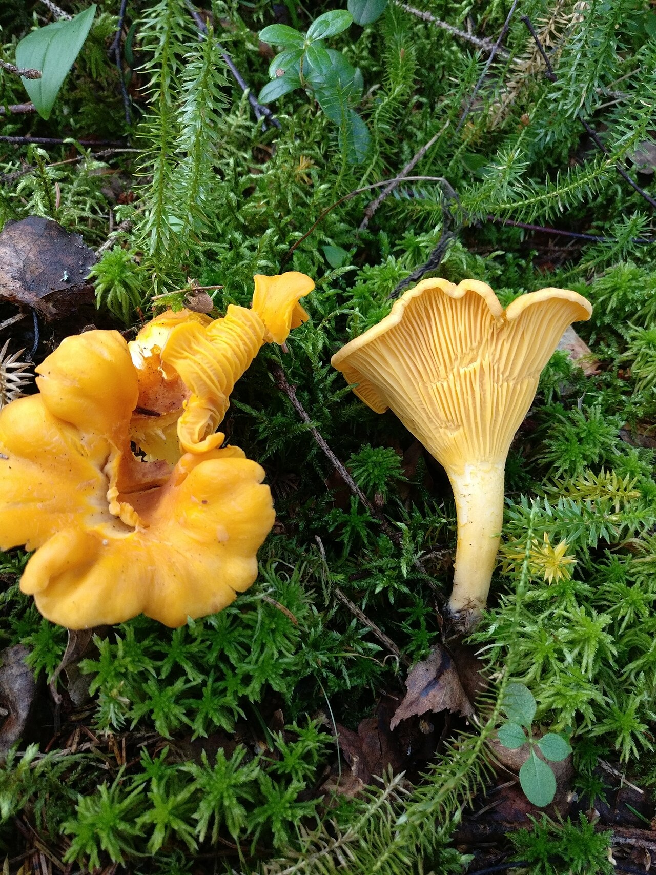 Cantharellus cibarius
