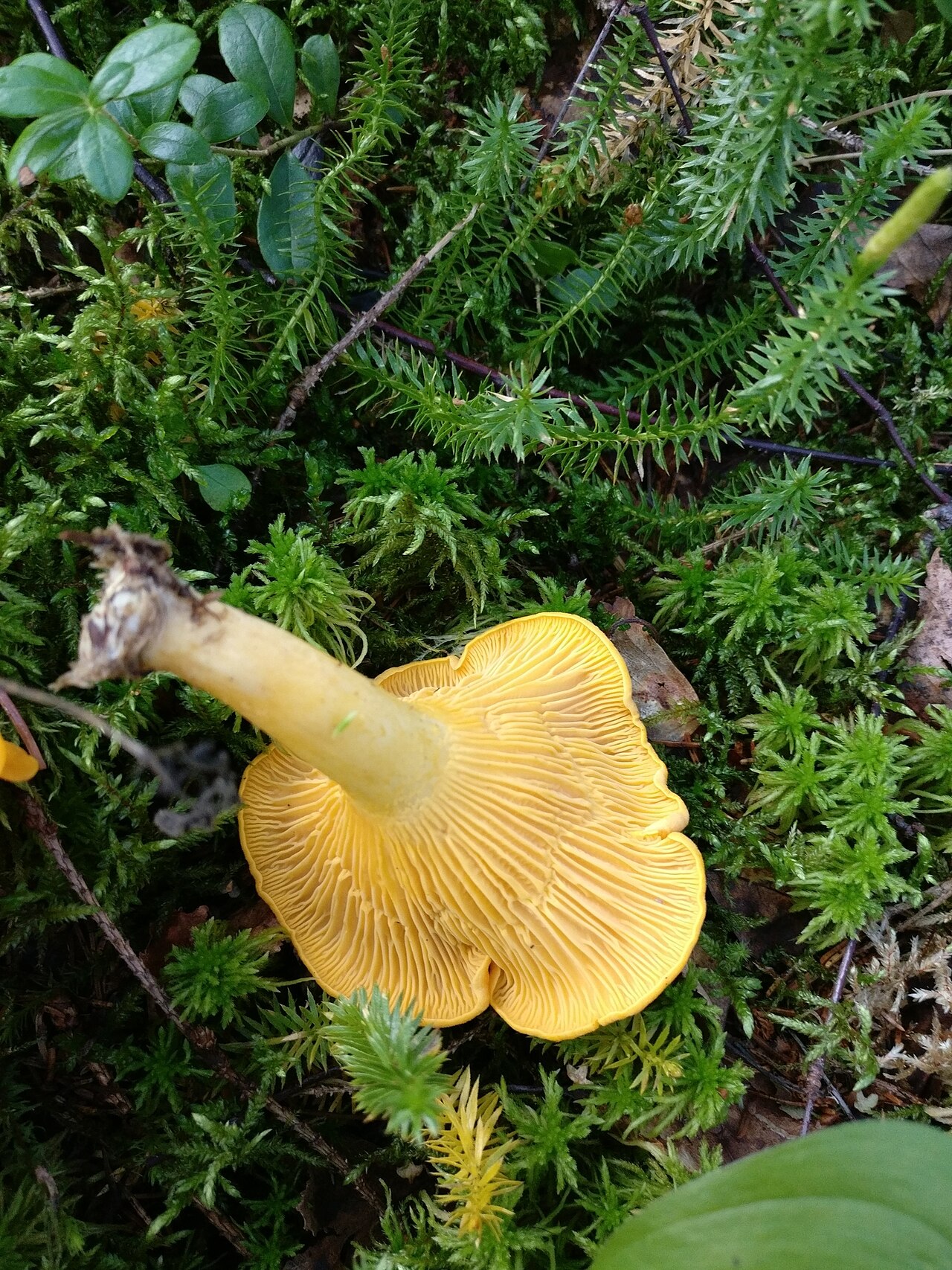 Cantharellus cibarius