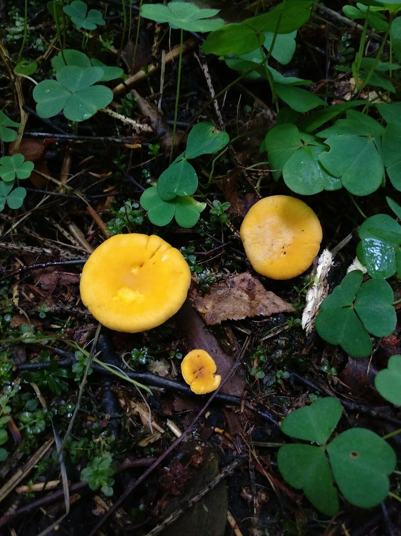 Cantharellus cibarius