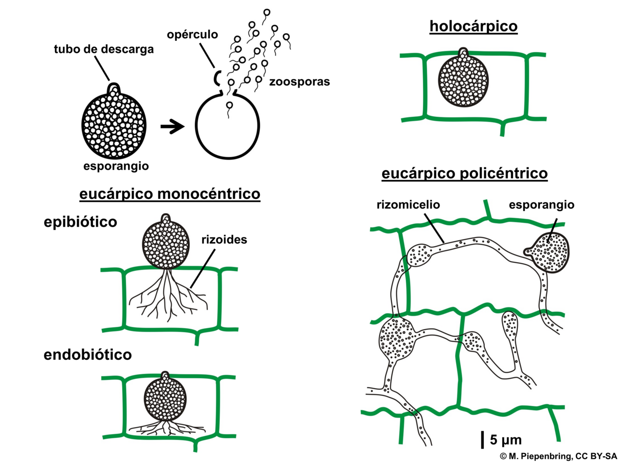 Chytridiomycota
