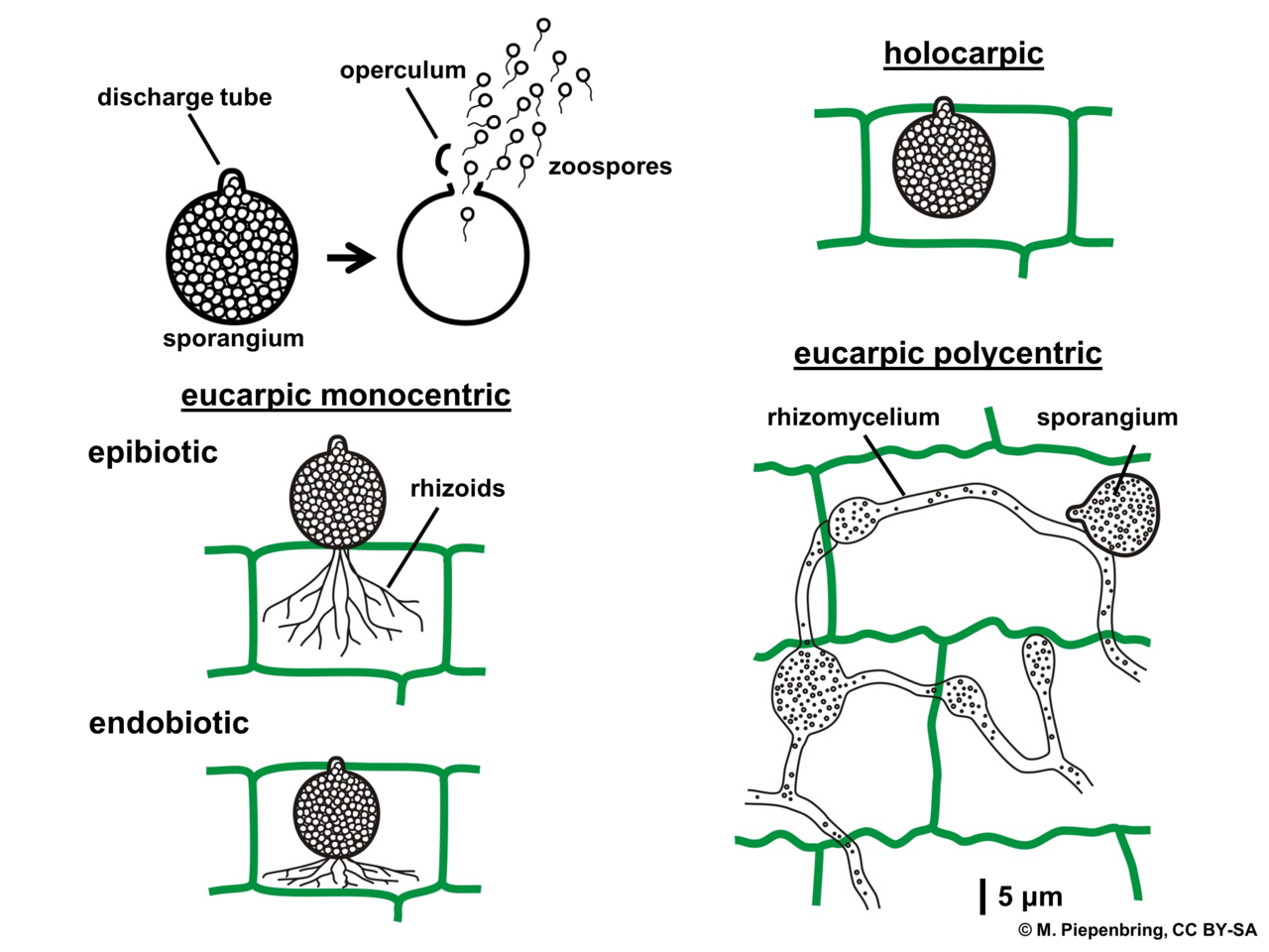 Chytridiomycota