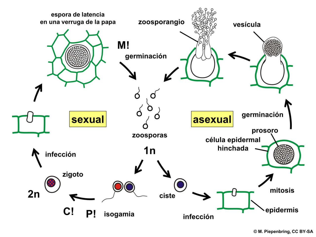 Chytridiomycota