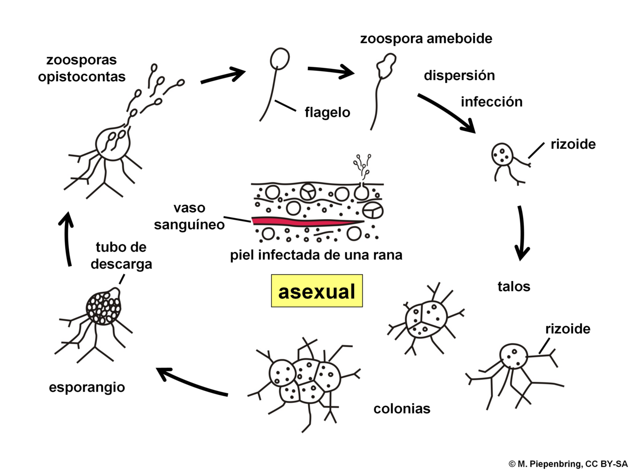 Chytridiomycota