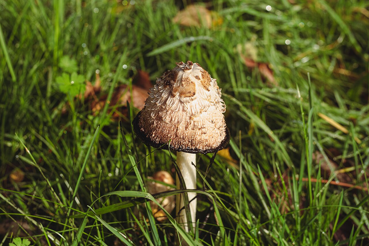Coprinus comatus