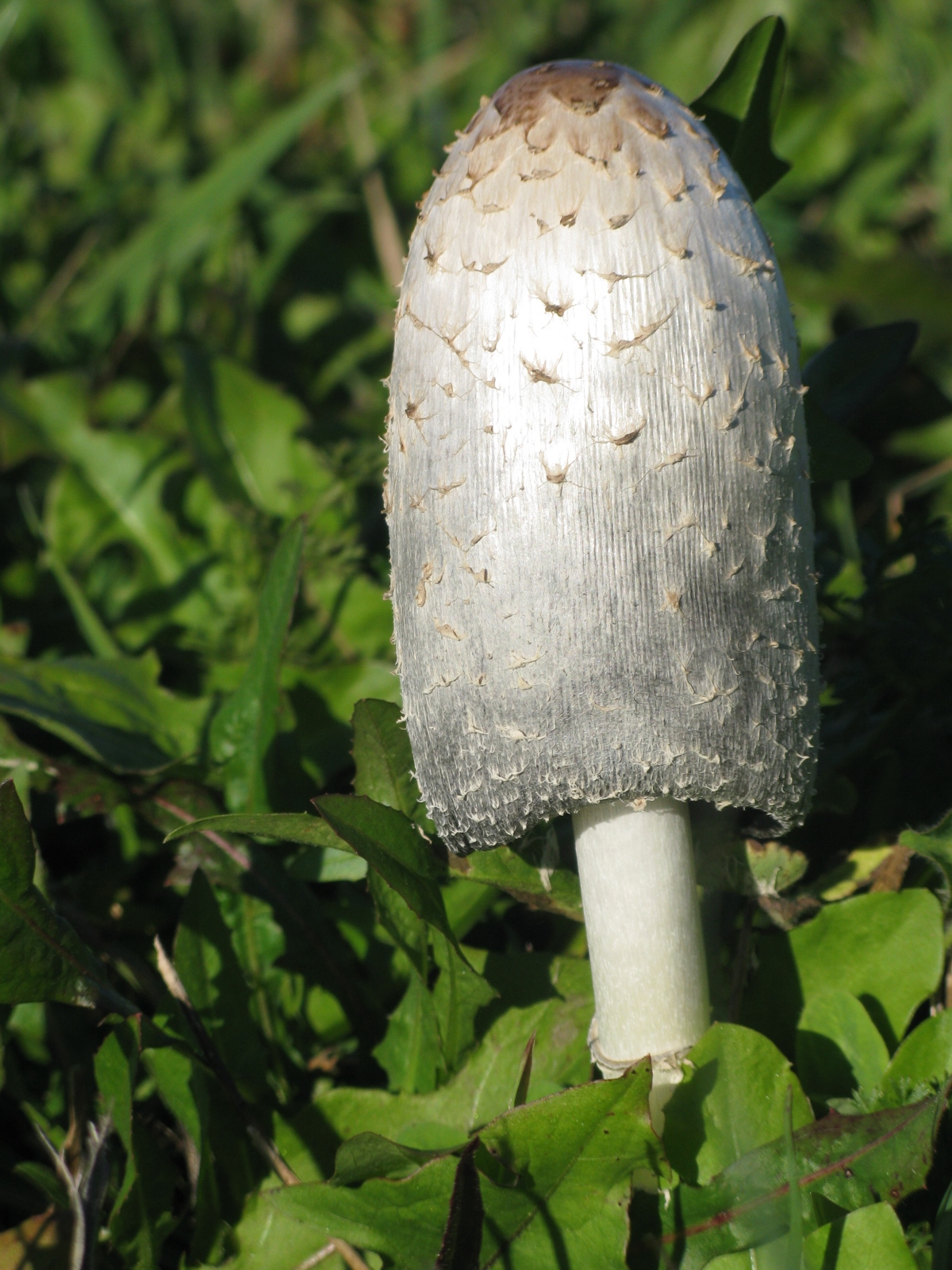 Coprinus comatus