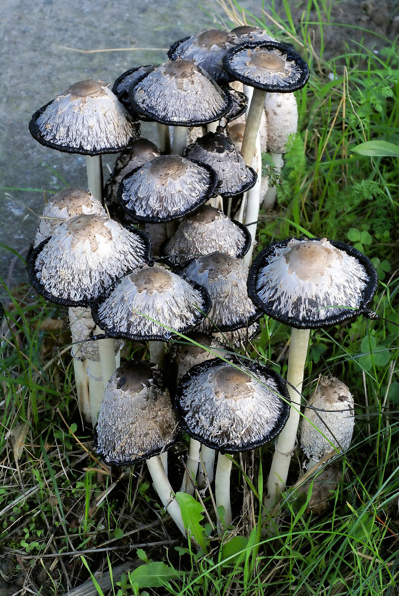 Coprinus comatus