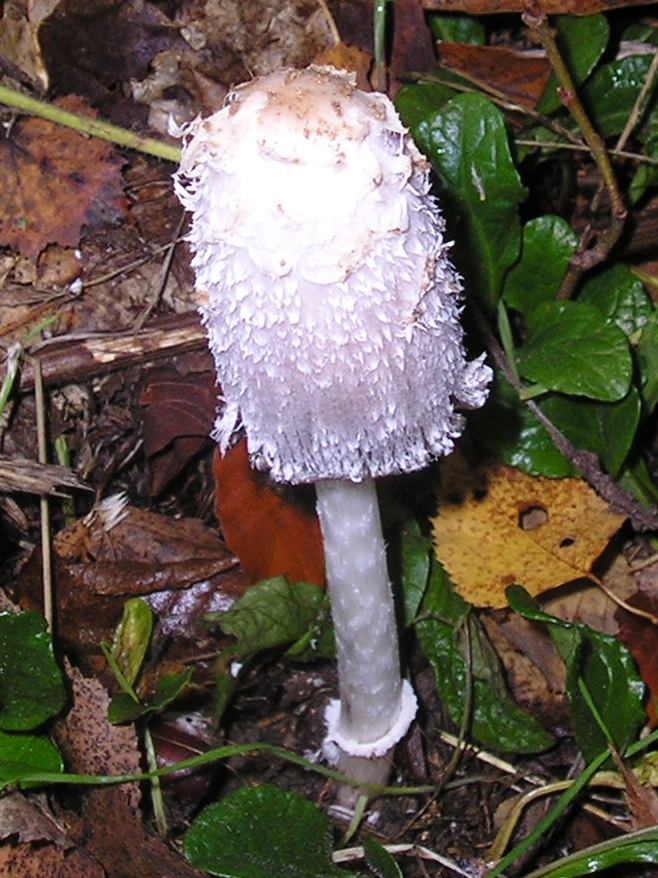 Coprinus comatus