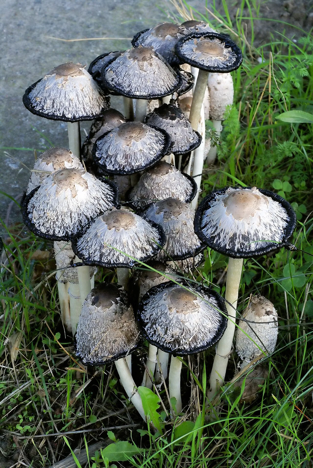 Coprinus comatus