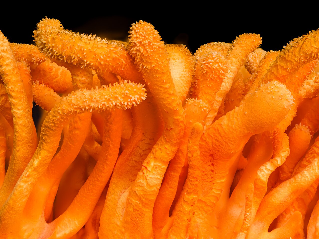 Cordyceps