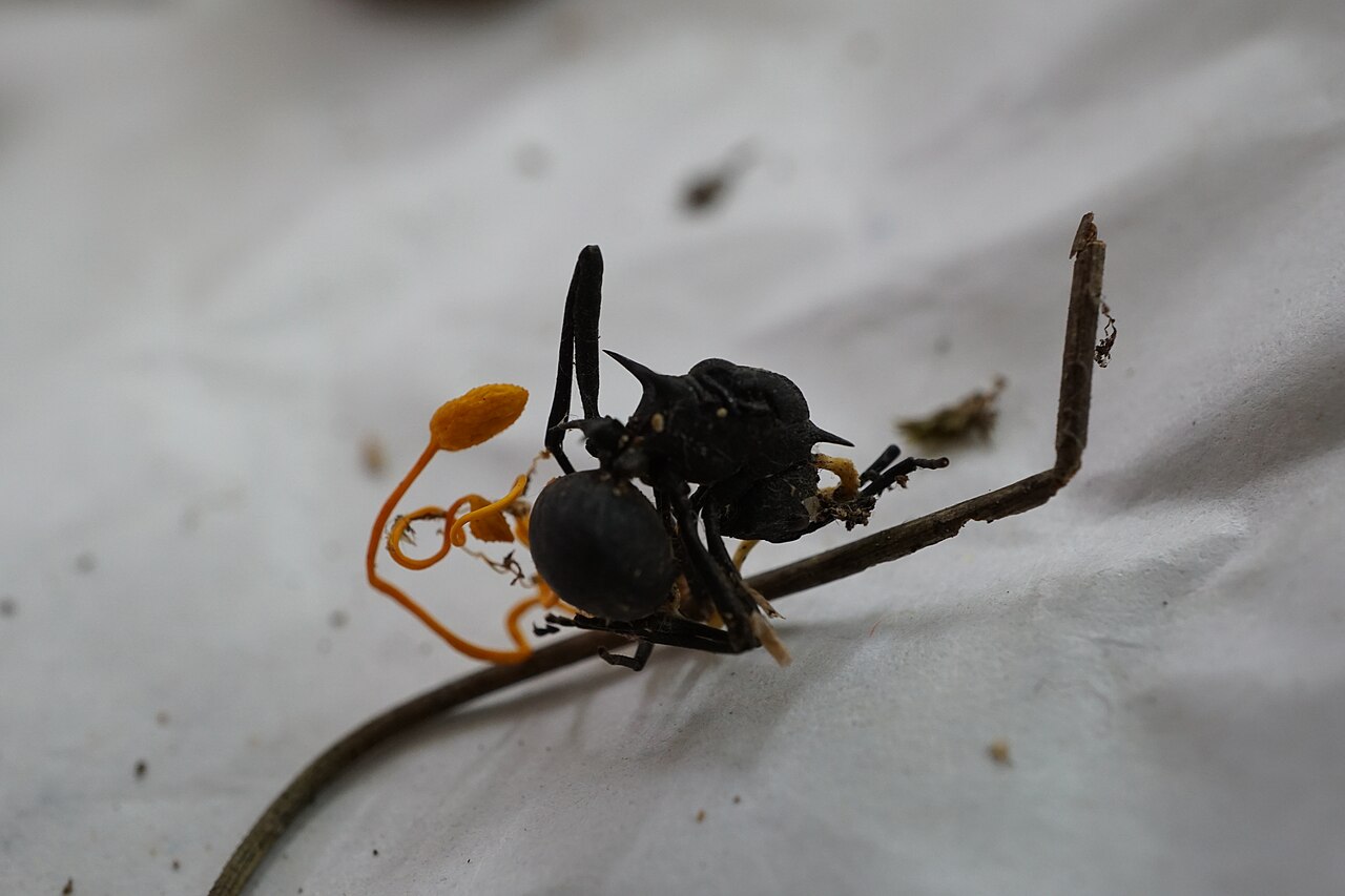 Cordyceps