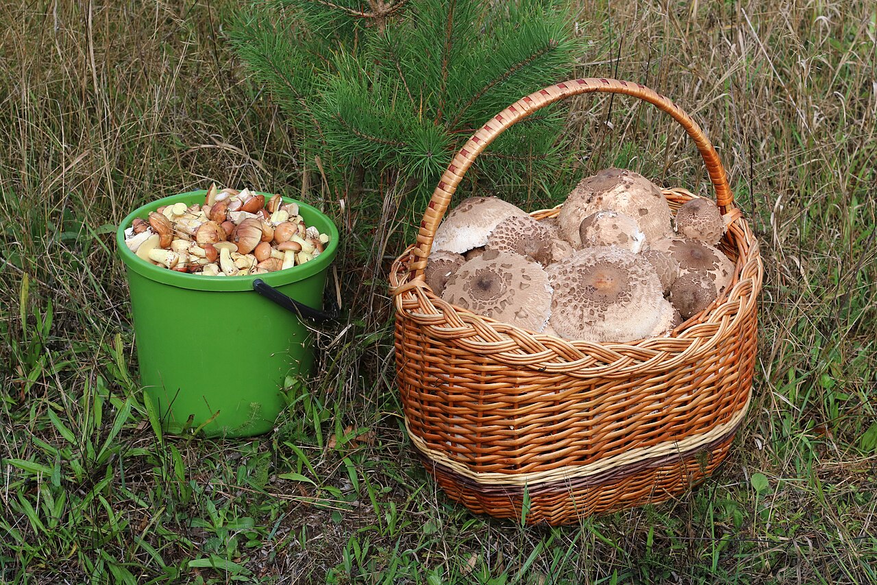 Edible mushroom