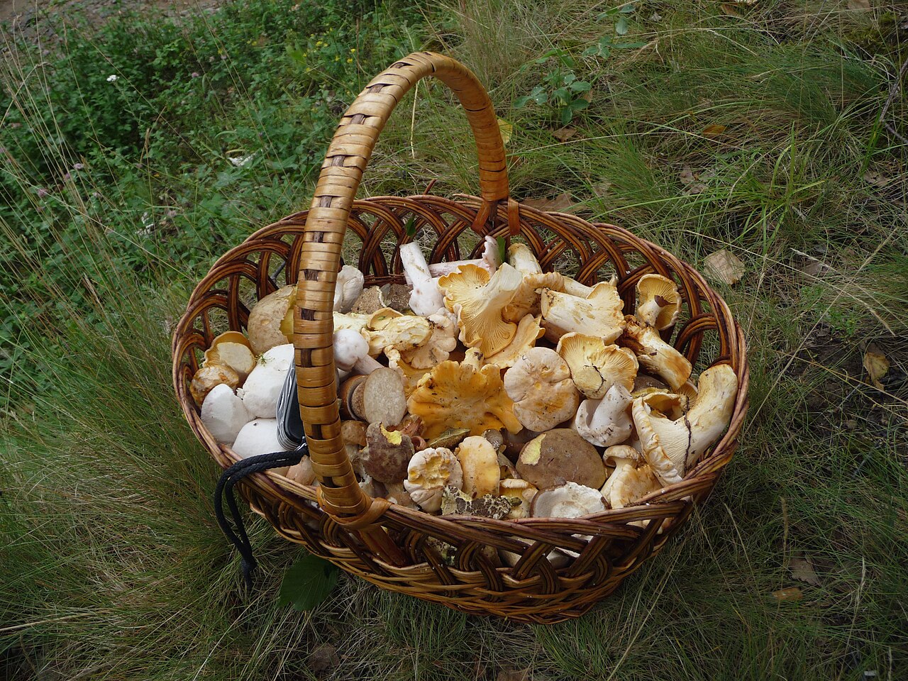 Edible mushroom
