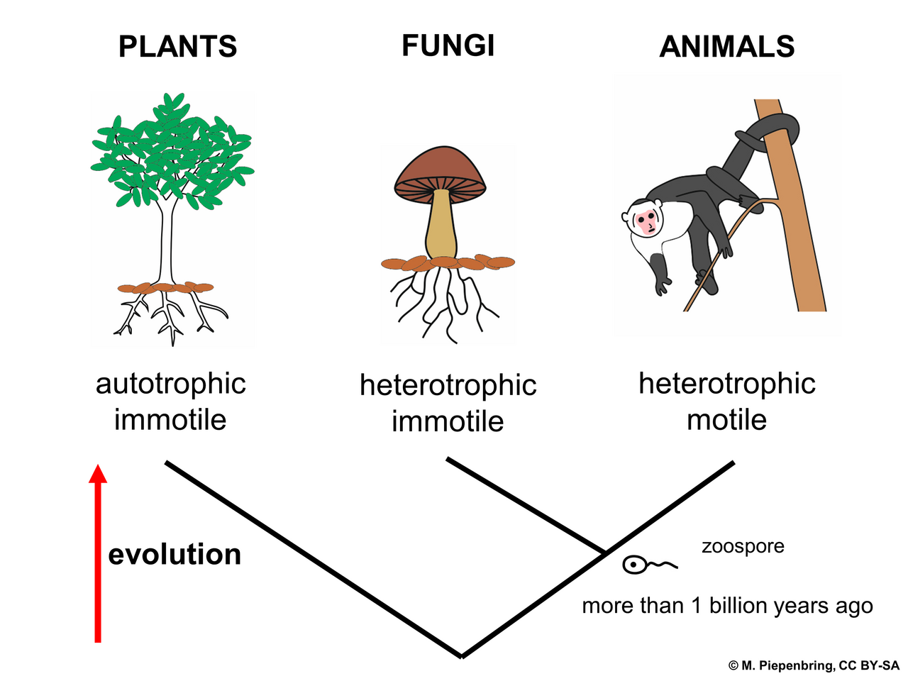 Evolution of fungi