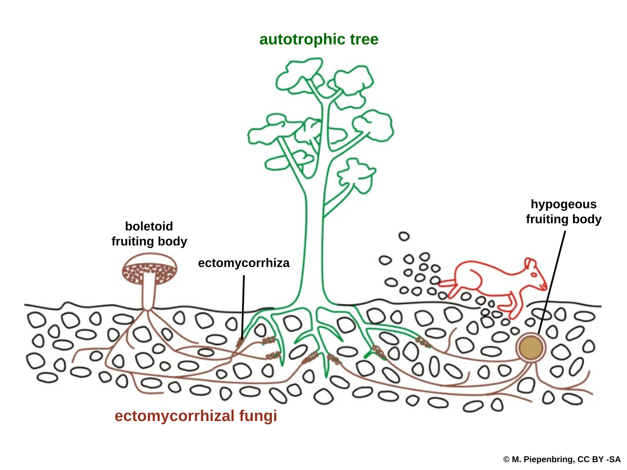 Evolution of fungi