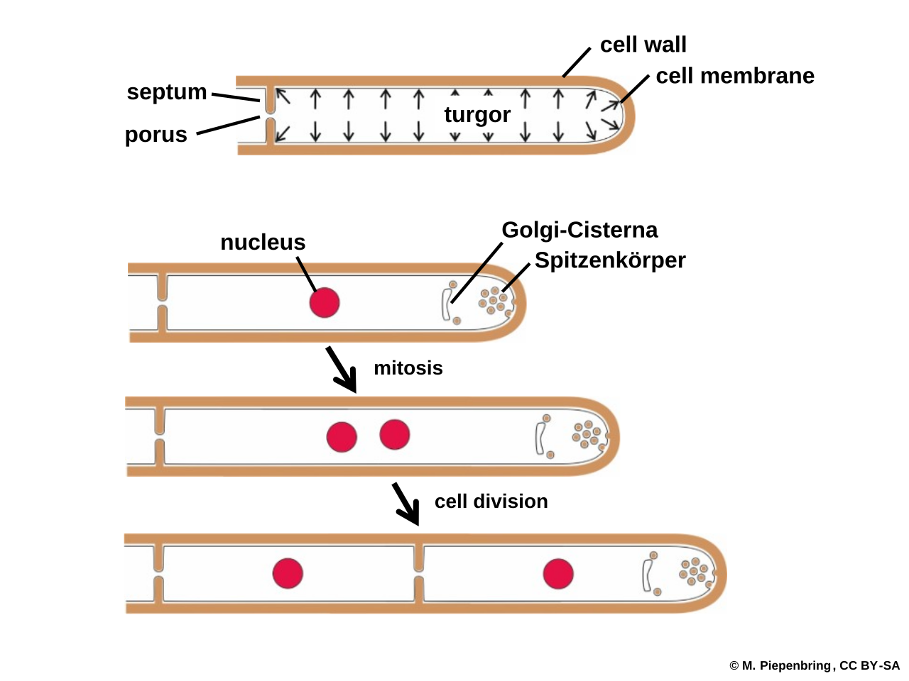 Evolution of fungi