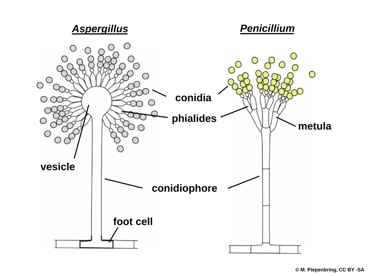 Evolution of fungi